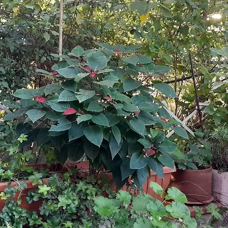 Le Calle Casa de hóspedes Iglesias