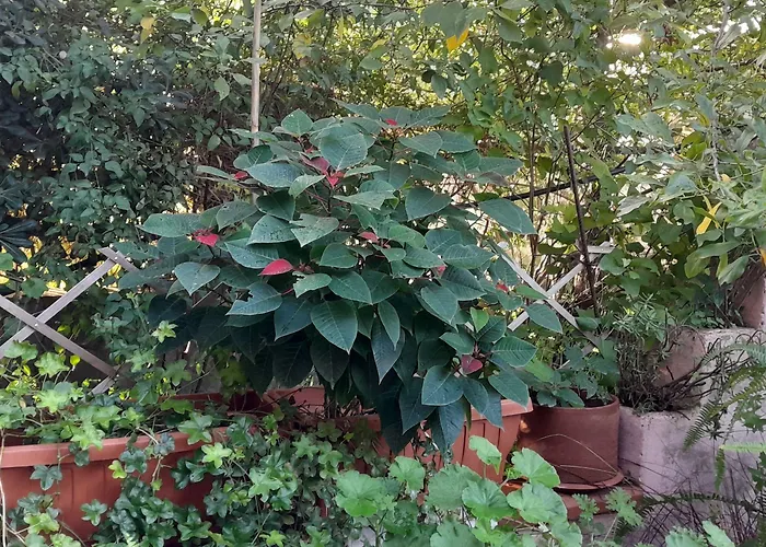 Le Calle Guest house Iglesias